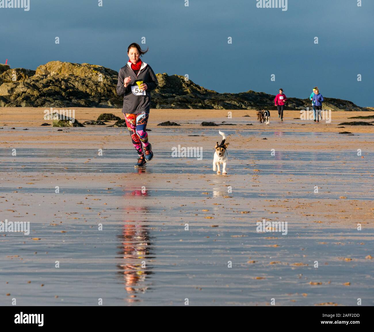 Woman running with Jack Russell chien sur beach, North Berwick, East Lothian, Scotland, UK Banque D'Images