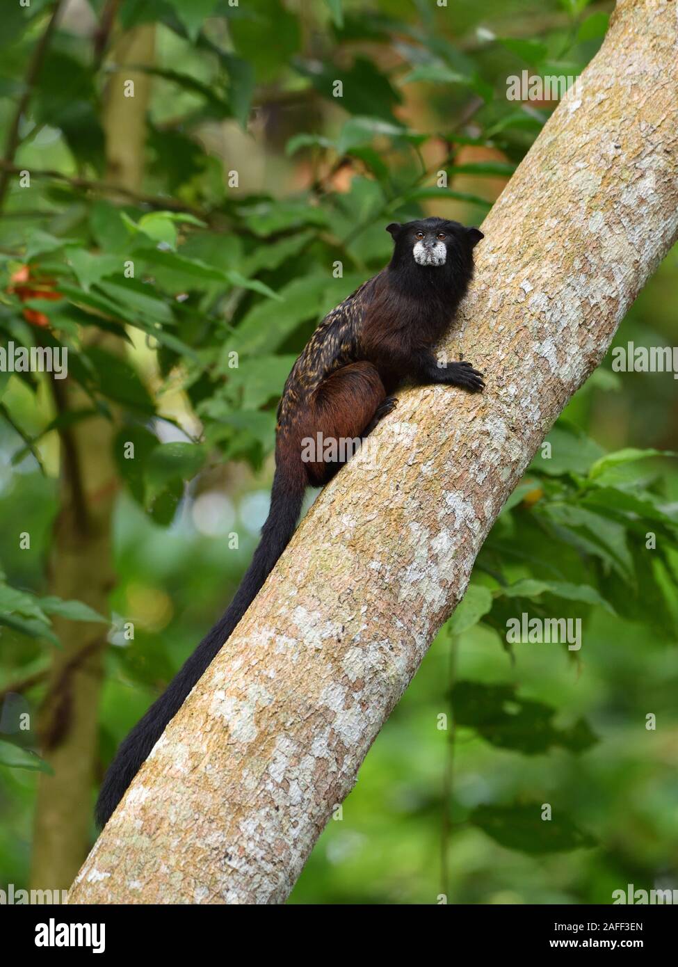 Une forêt tropicale péruvienne en ce moment à Saddleback Banque D'Images