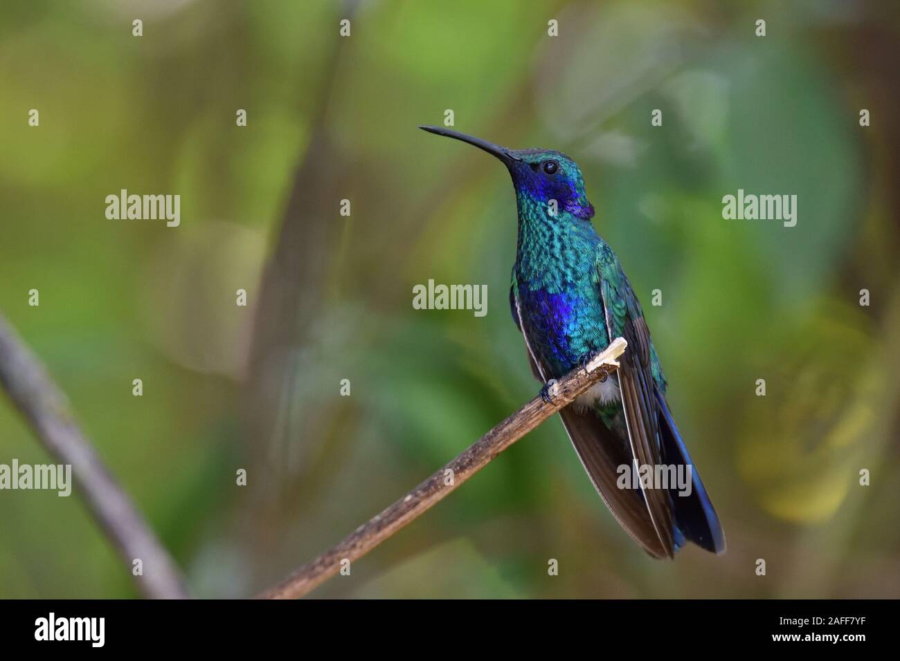 Colibri étincelant Violetear Banque D'Images