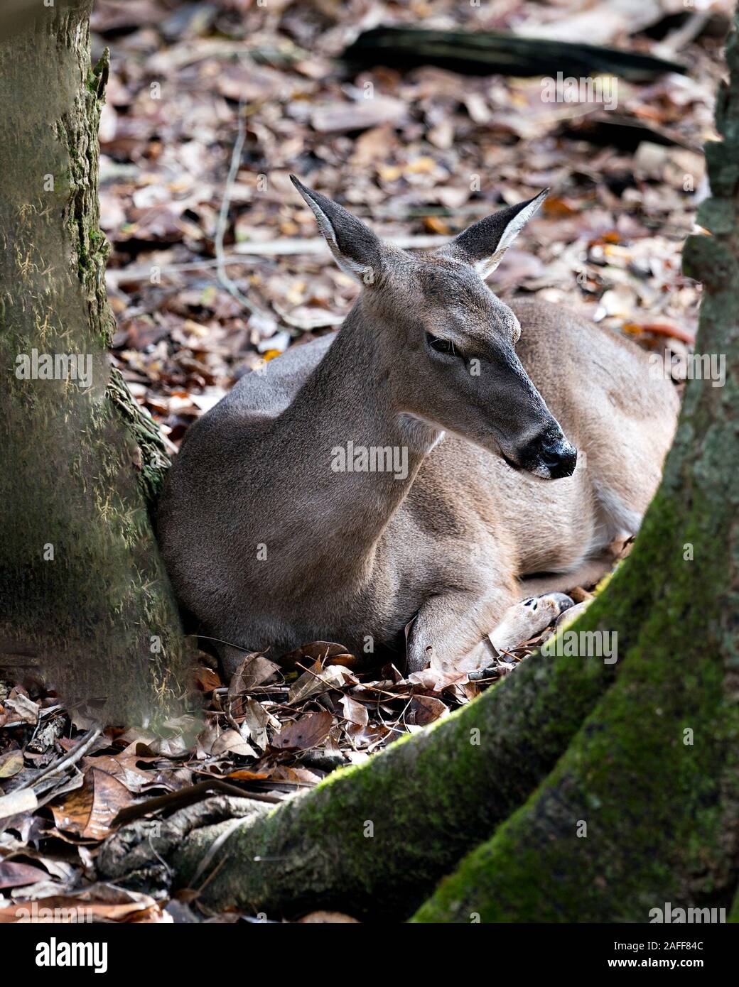 Animal Cerf Le cerf cher close-up Vue de profil en appui au sol avec arrière-plan, l'affichage de la tête, les oreilles, yeux, bouche, nez, des jambes, un pelage brun j Banque D'Images