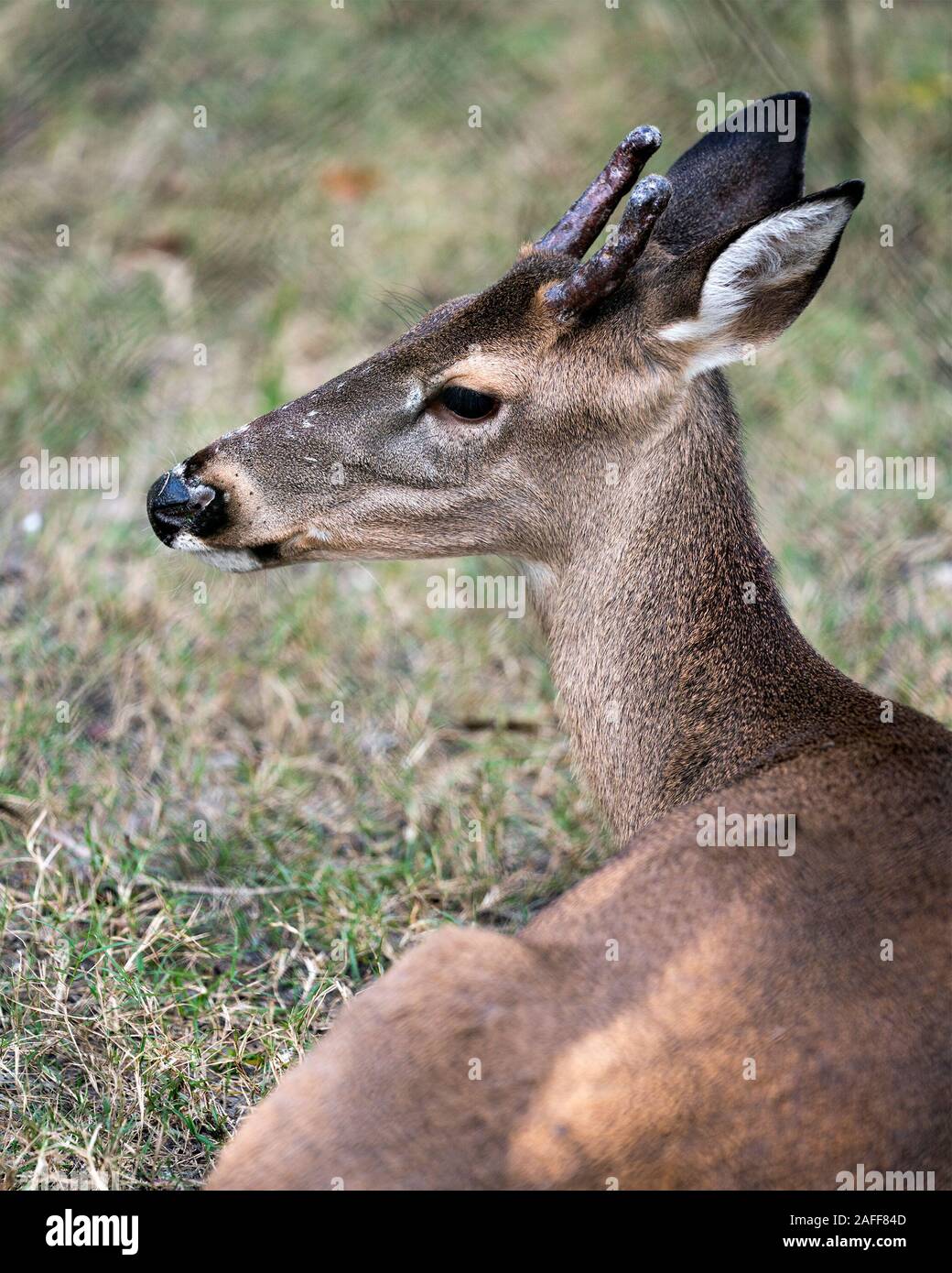 Animal Cerf Le cerf cher chef close-up Vue de profil avec l'arrière-plan flou d'affichage, les bois de la tête, oreilles, yeux, bouche, nez, dans sa fourrure brun surr Banque D'Images