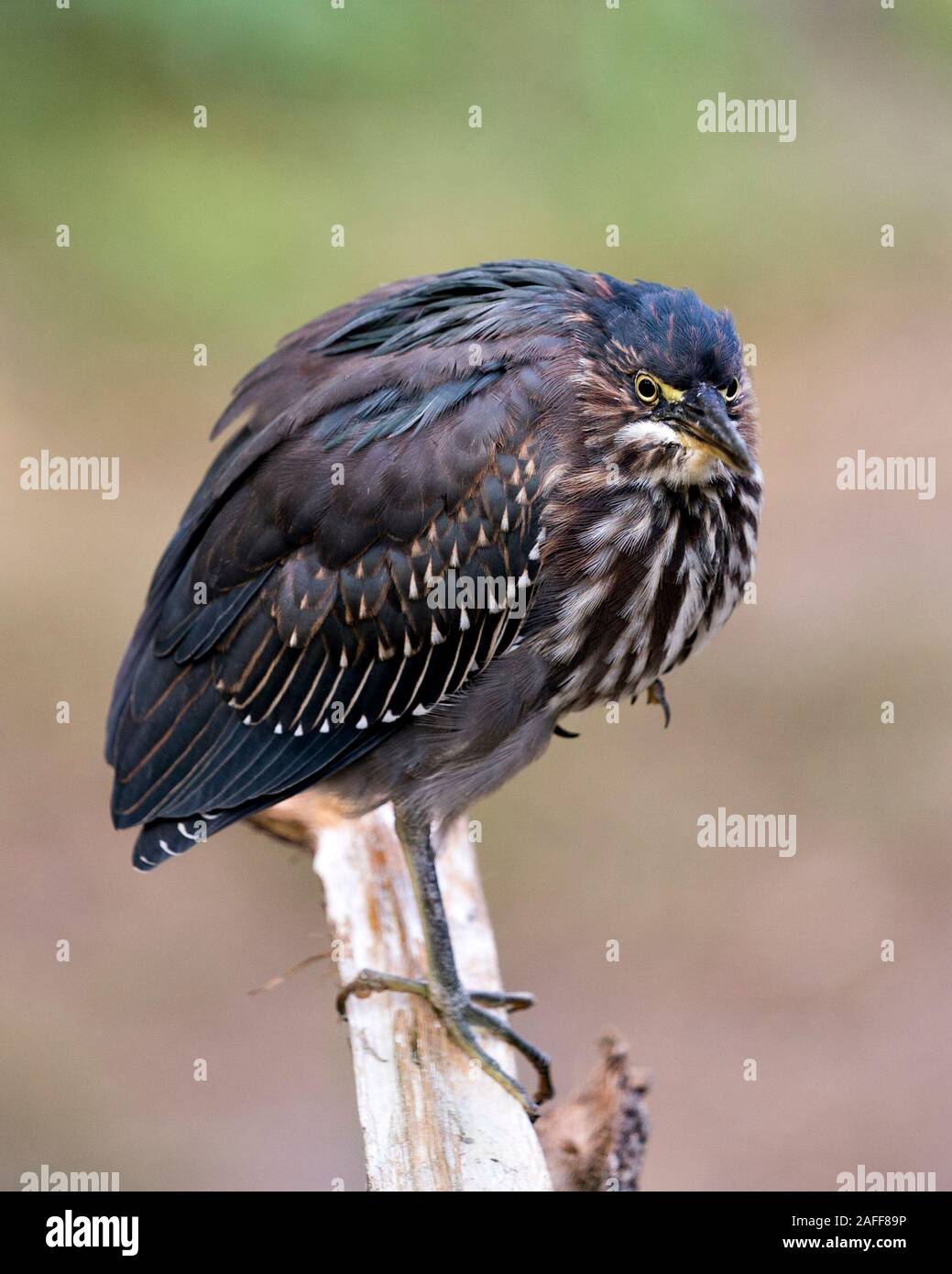 Le Héron vert oiseau perché sur une branche displaying blue plumes, bec, corps, tête, yeux, pieds avec un arrière-plan flou dans son environnement et ses environs. Banque D'Images