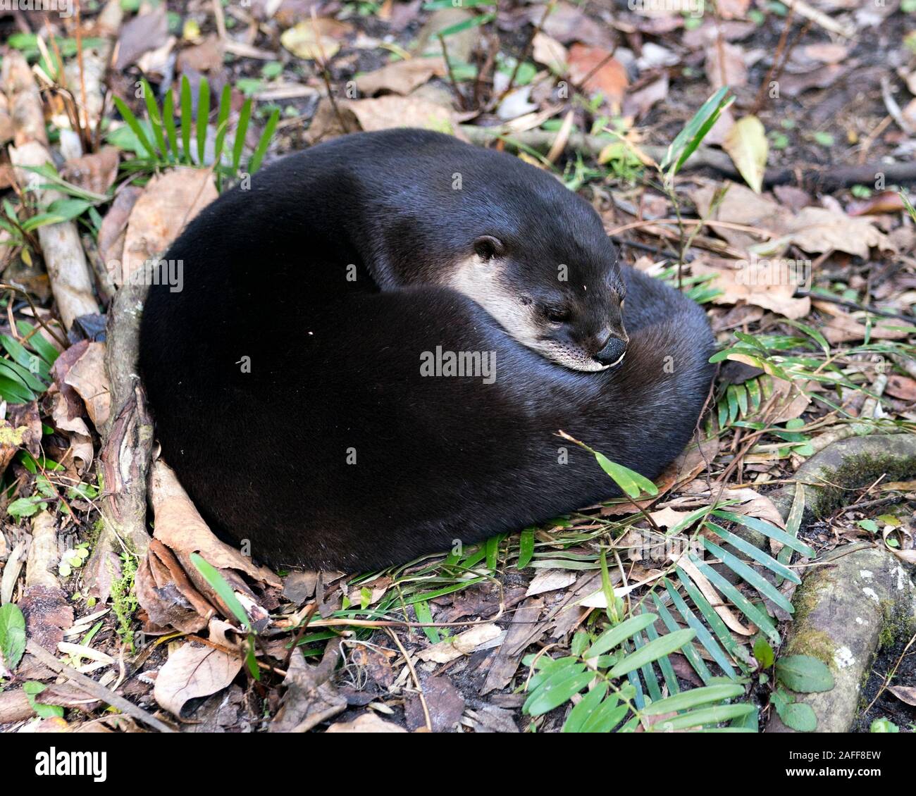 Animal Otter se reposant dans un lit de feuillage et affichant un pelage brun, corps, tête, nez, oreilles, yeux, la queue, les pattes dans son environnement et ses environs. Banque D'Images
