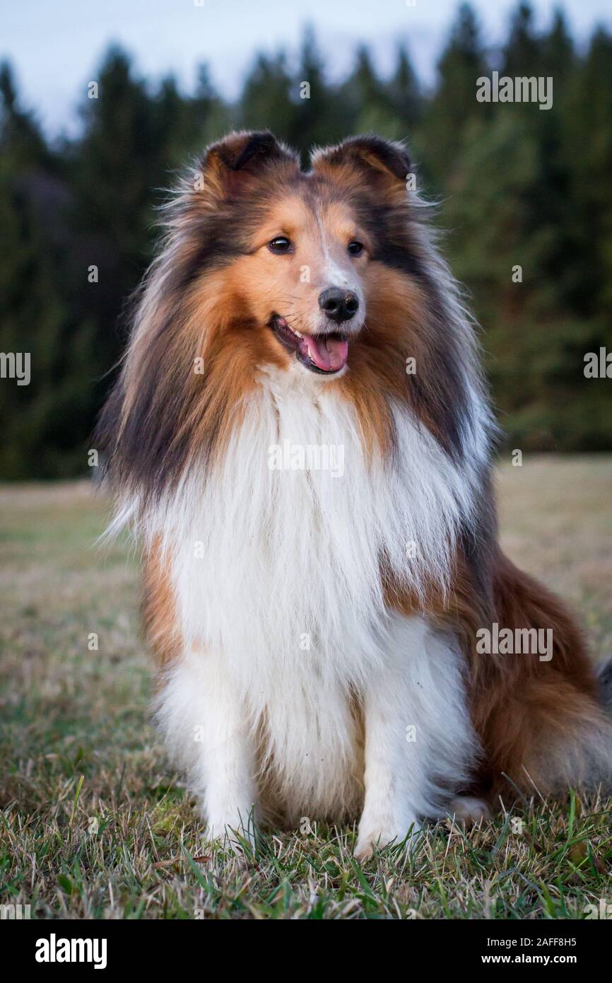 Sheltie Sable (Shetland Sheepdog) assis Banque D'Images