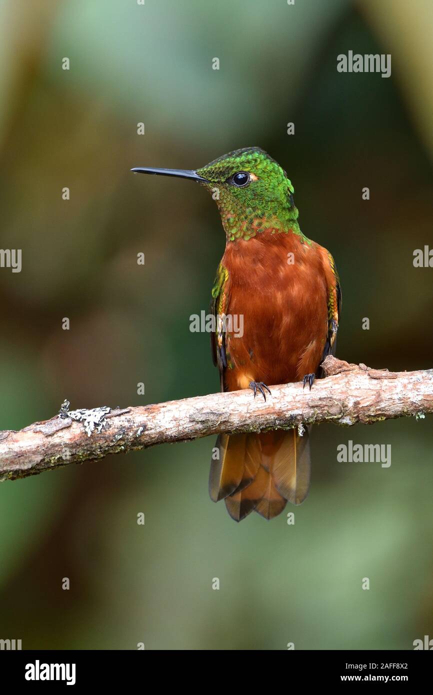 Un Châtaigner Breasted Coronet hummingbird dans la forêt nuageuse péruvienne Banque D'Images