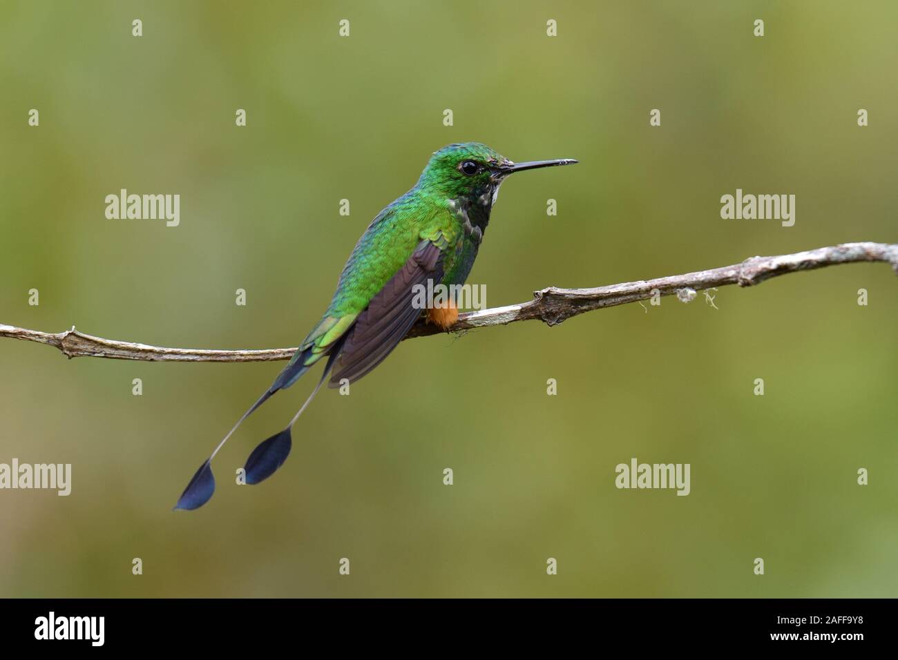 Démarré racket-tail colibris cloudforest péruvienne Banque D'Images