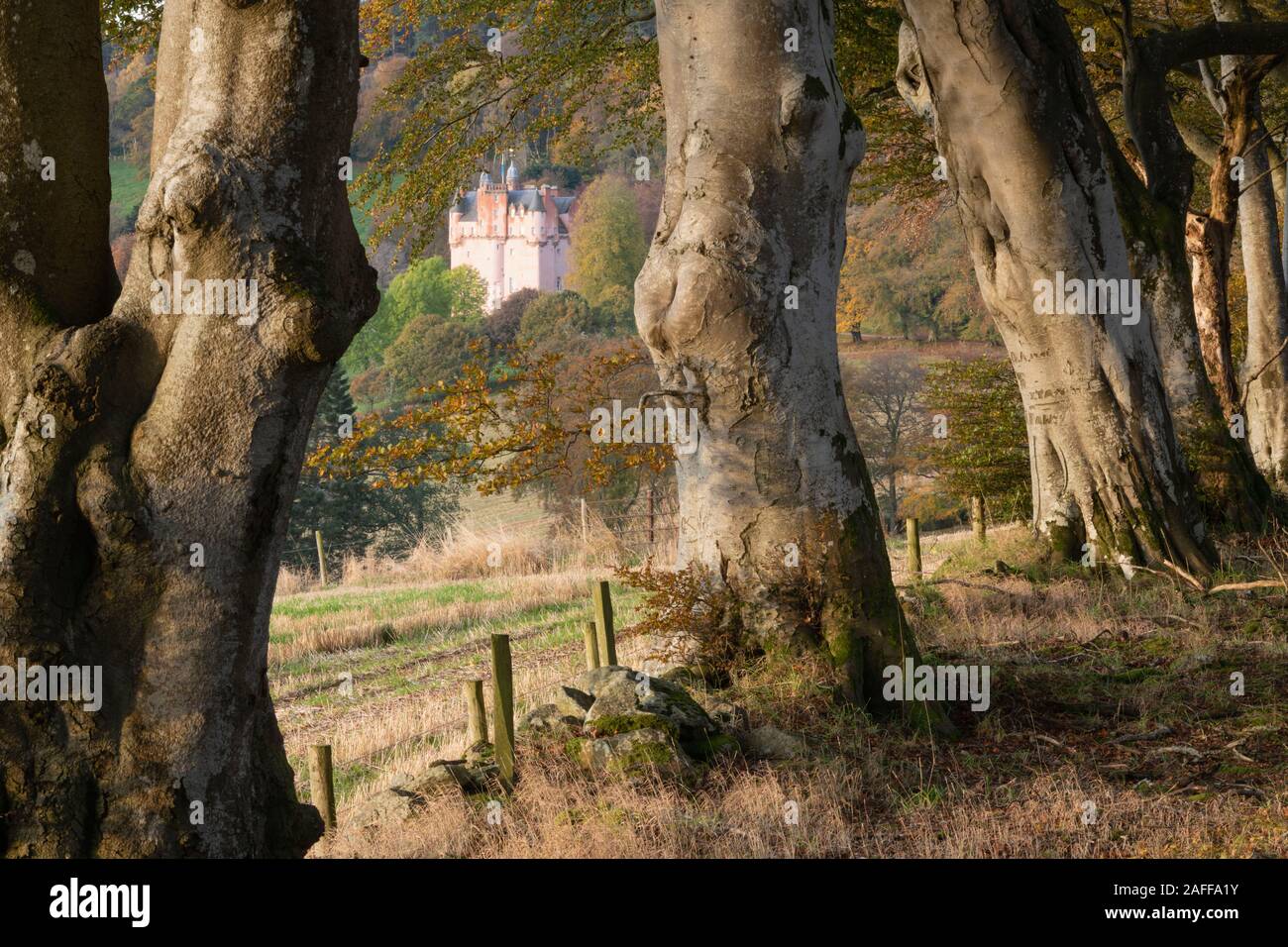 Le château écossais rose à Craigievar comme vu à travers une ligne de hêtres (Fagus sylvatica) de forestiers adjacents à l'automne Banque D'Images