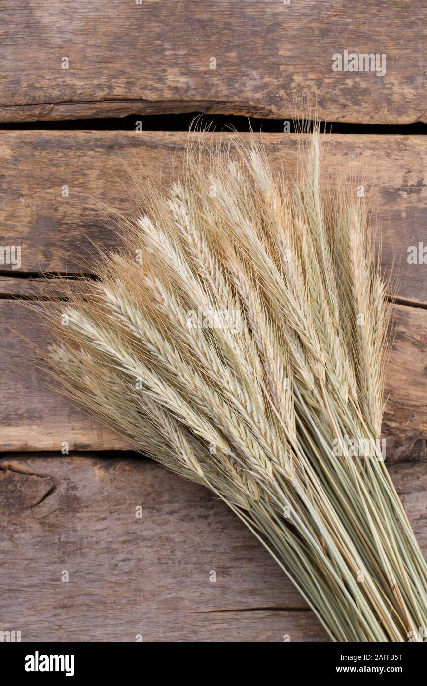 Barley sheaf sur fond de bois, vue du dessus. Banque D'Images Barley sheaf sur fond de bois, vue du dessus. Banque D'Images