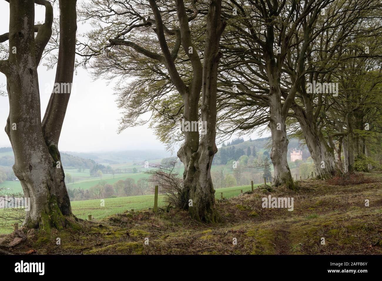 Une vue à travers une ligne de hêtres (Fagus sylvatica) de Craigievar Castle et la campagne environnante sur un matin brumeux au printemps Banque D'Images