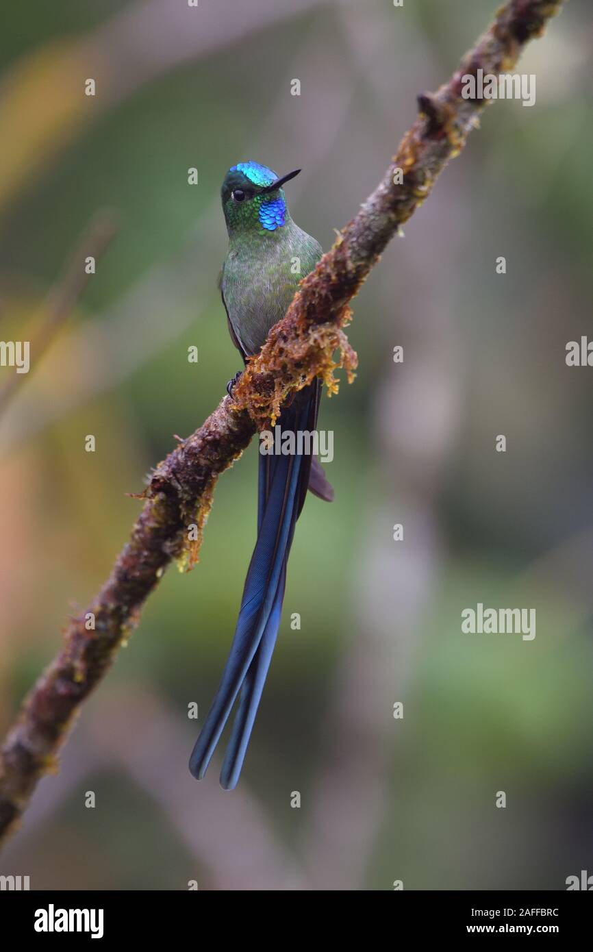 Long-tailed Sylph Hummingbird Banque D'Images