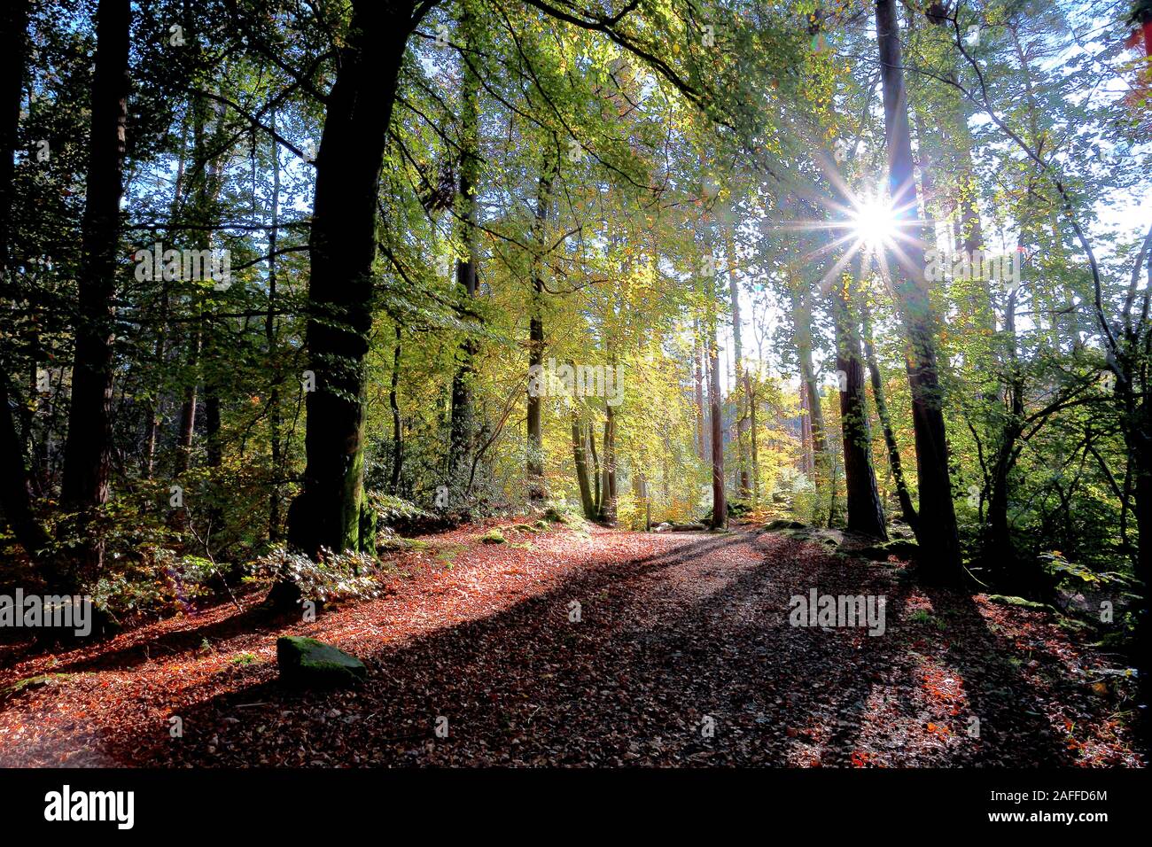 Bougies de la forêt, la lumière du soleil traversant la canopée d'arbres Banque D'Images