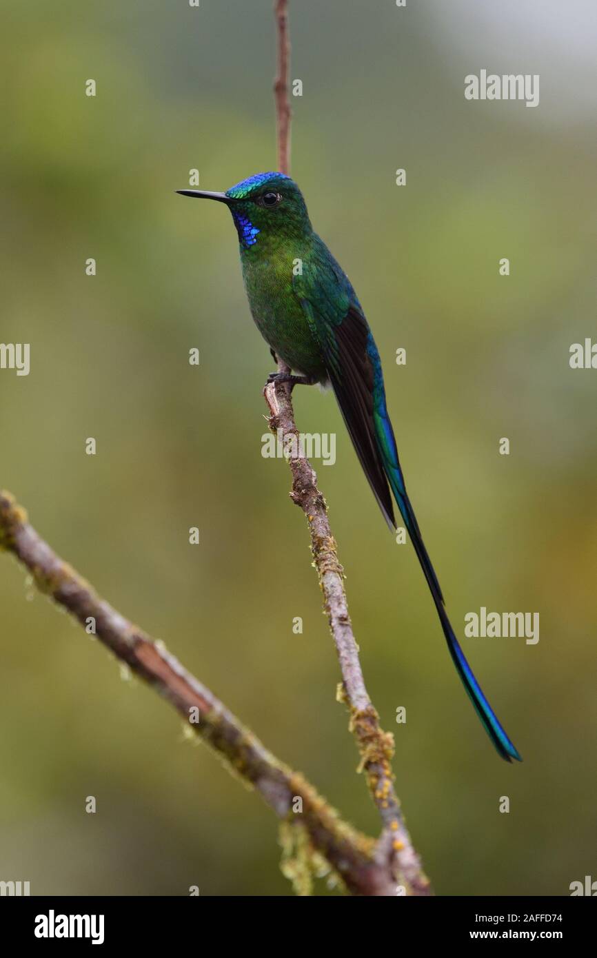 Long-tailed Sylph Hummingbird Banque D'Images