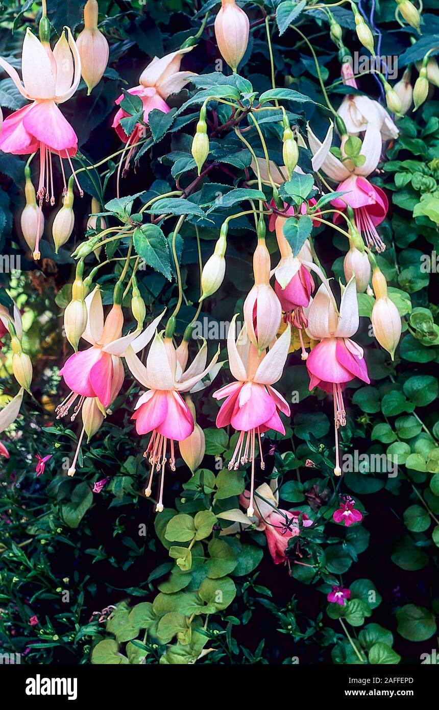 Close up of rose fushia tentation. Un seul pied blanc et rose fuchsia avec feuillus-buissonnante. Idéal pour les paniers suspendus et les conteneurs Banque D'Images