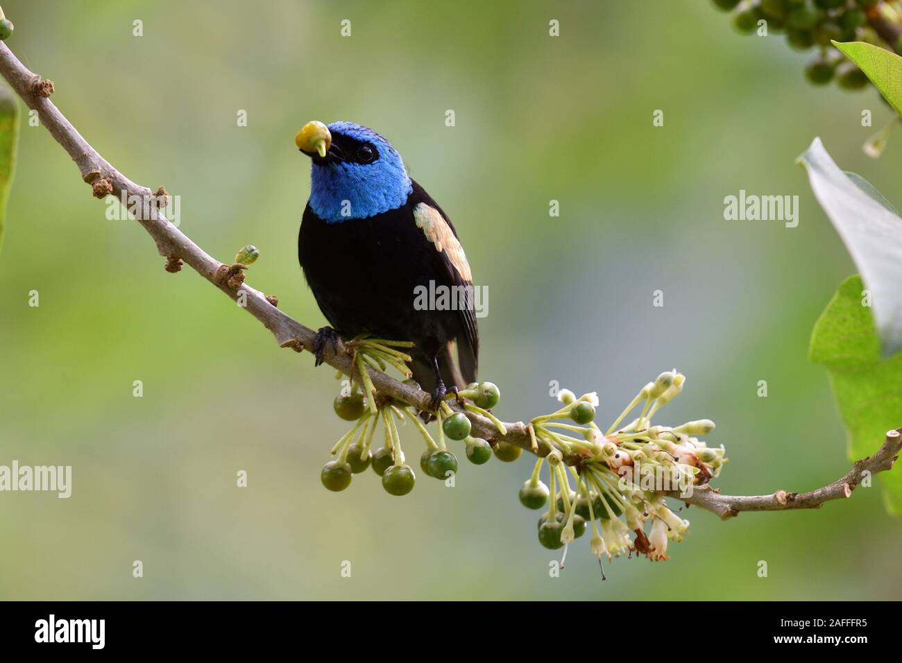 Calliste à cou bleu manger quelques baies dans la forêt tropicale péruvienne Banque D'Images