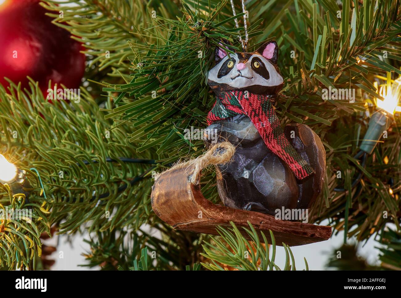 Racoon Isolated Banque D'image Et Photos - Alamy