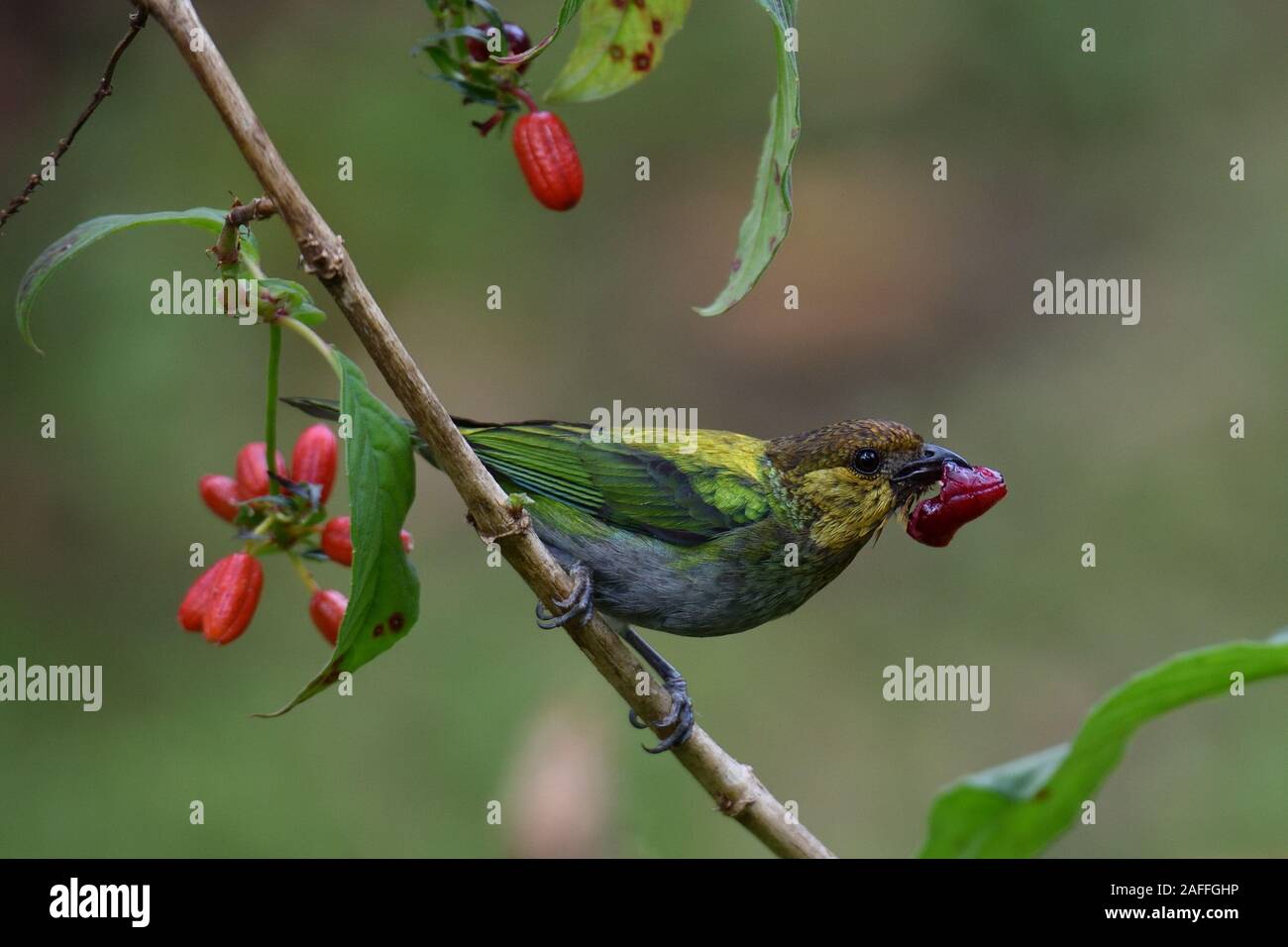 Tangara argenté sur la branche en cloudforest péruvienne Banque D'Images