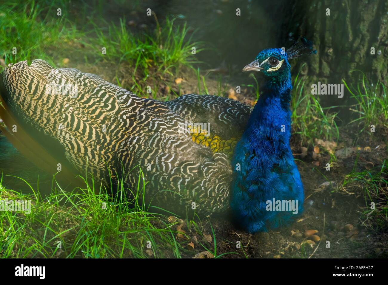 Paons Indiens bleu en gros plan, d'oiseaux ornementaux colorés, espèce d'oiseaux tropicaux d'Asie Banque D'Images