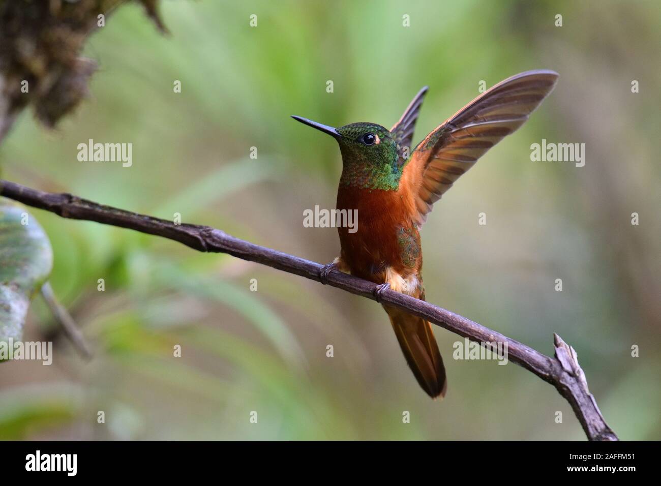 Un Châtaigner Breasted Coronet hummingbird dans la forêt nuageuse péruvienne Banque D'Images