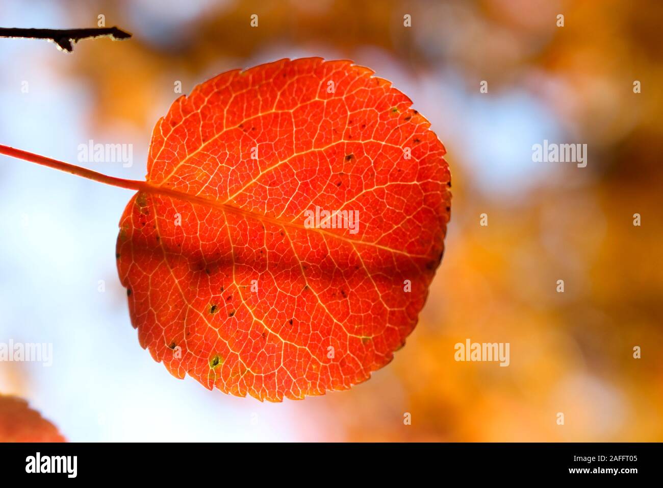 La fin de l'automne la feuille rouge Banque D'Images