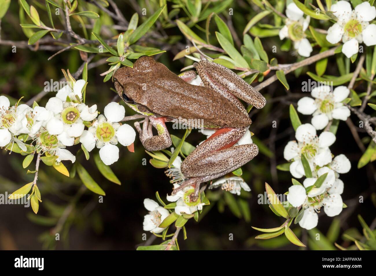Blue Mountains Tree Frog en appui sur l'arbre de thé Banque D'Images
