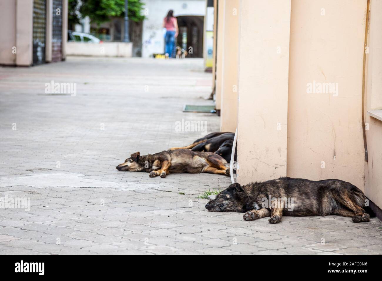 Groupe de trois, lutalica serbe typique des chiens errants, abandonnés, tous ayant un repos et dormir dans les rues du centre-ville de Belgrade, en Serbi Banque D'Images