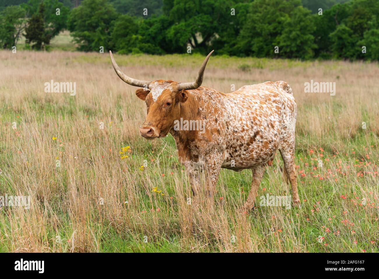 Texas Longhorn à Wichita Mountains National Wildlife Refuge près de Lawton, Oklahoma Banque D'Images