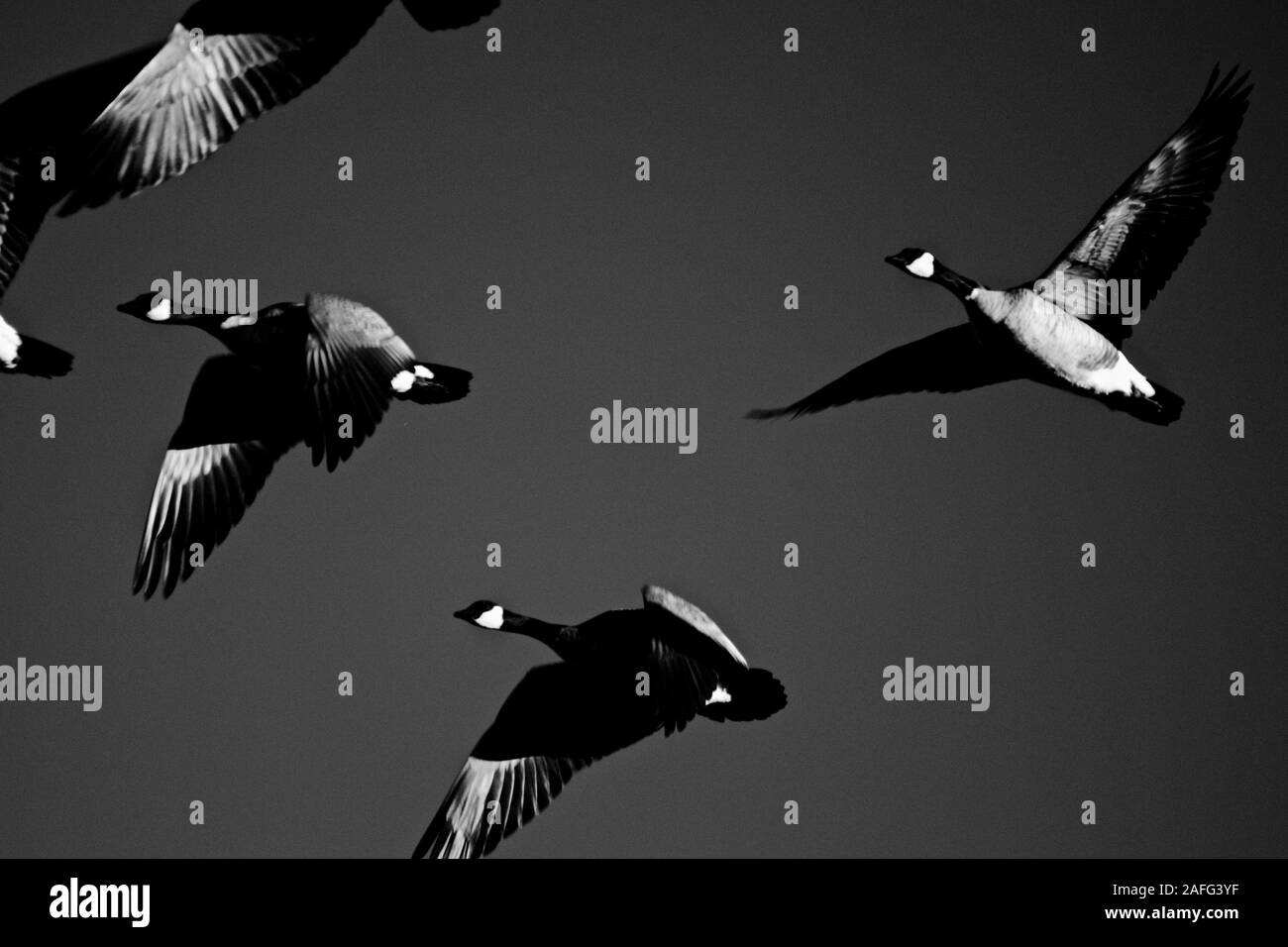 Les bernaches du Canada l'hiver à Lindsey City Park, Canyon, Texas Banque D'Images