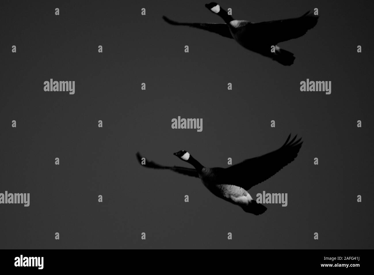 Les bernaches du Canada l'hiver à Lindsey City Park, Canyon, Texas Banque D'Images