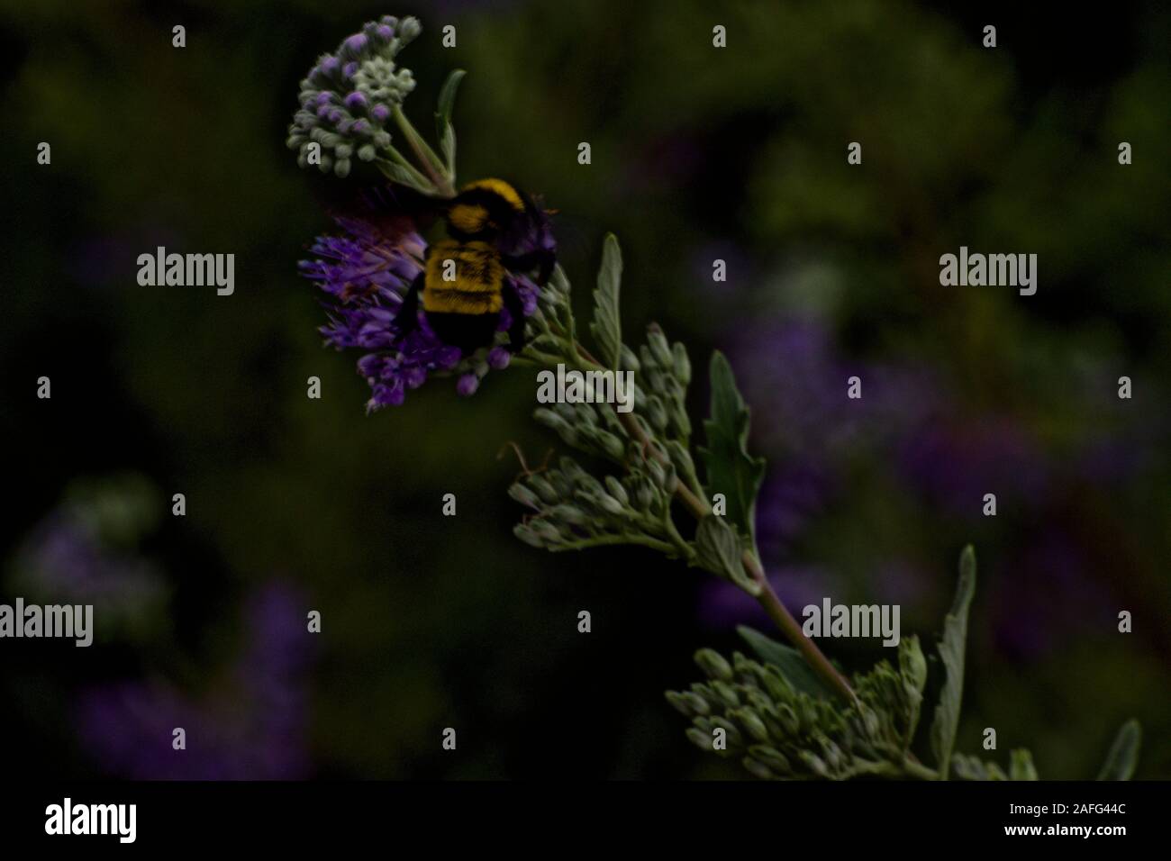 Bumble Bee gathering Pollen, Canyon, Texas. Banque D'Images