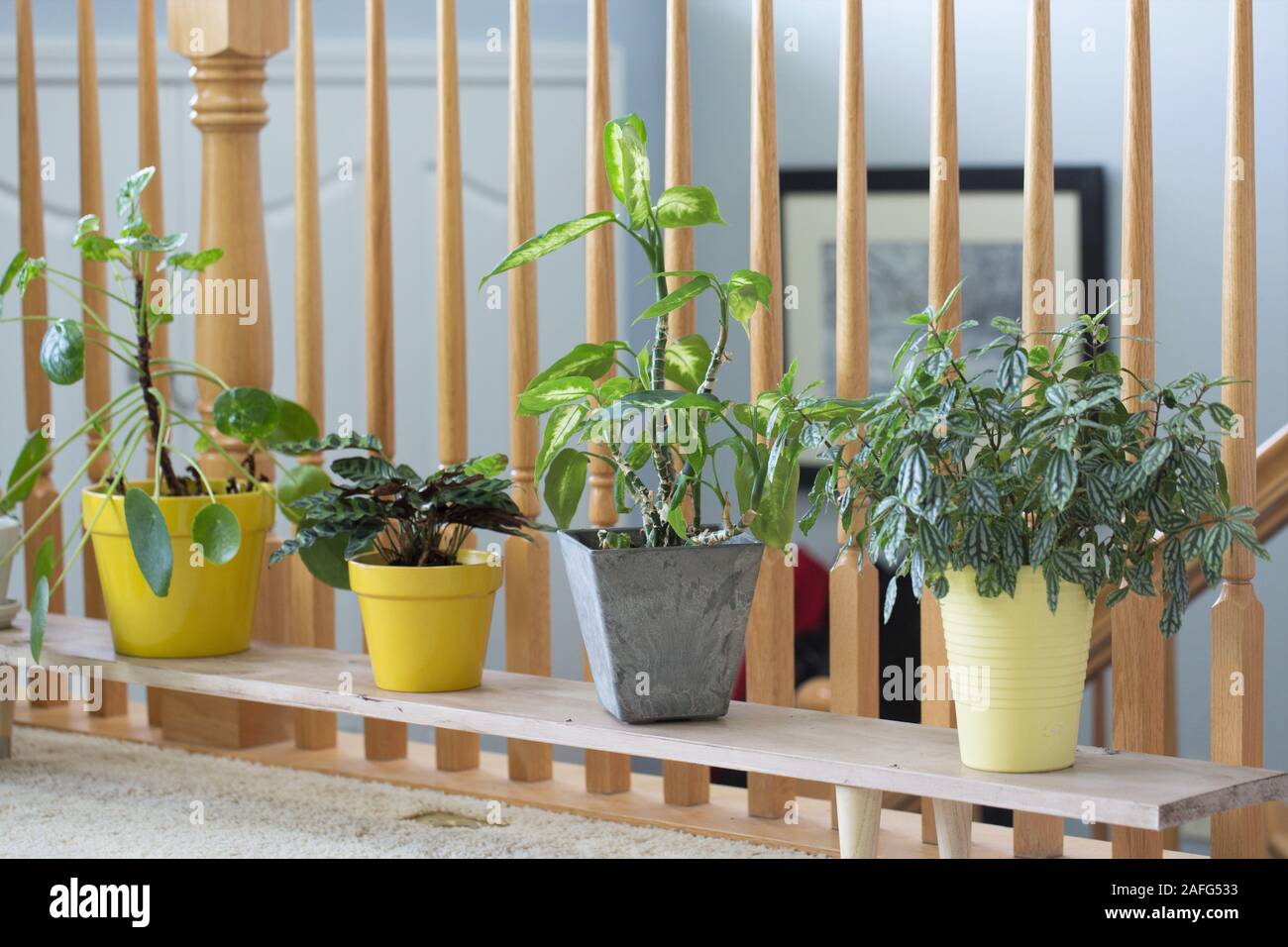 Les plantes d'appartement dans un salon d'une maison. Banque D'Images