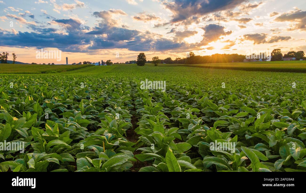 Plantation de tabac en Amérique, les rangées de plantes, culture de l'industrie de la cigarette, champ cultivé in rural landscape Banque D'Images