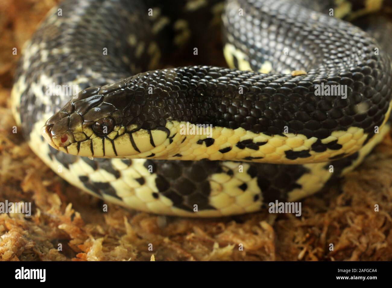 Xenopeltis unicolor est une espèce de serpent venimeux sunbeam trouvés en Asie du sud-est. C'est un serpent primitif est iridescente. Banque D'Images