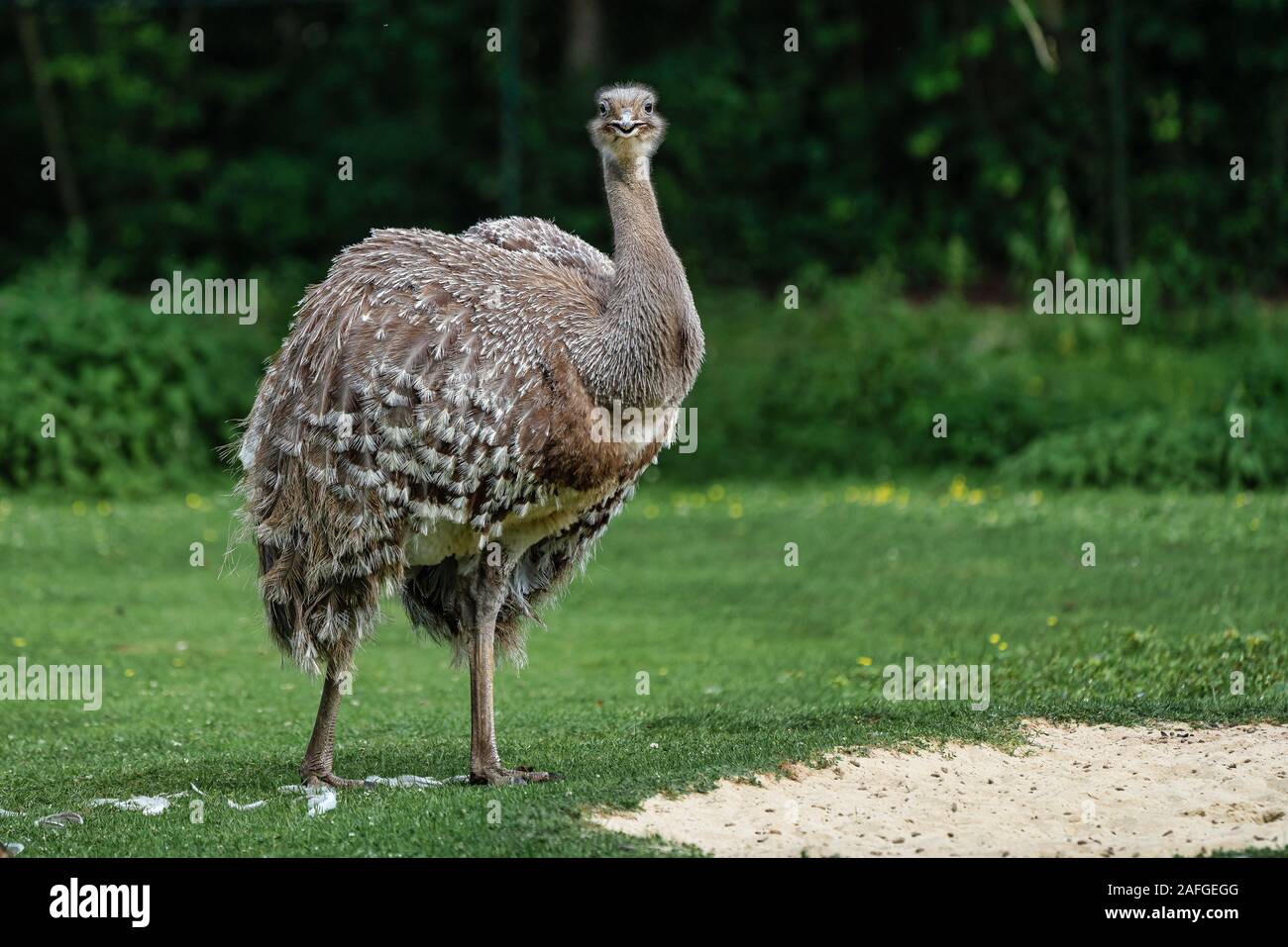 Le nandou de Darwin Rhea pennata, aussi connu comme le moindre rhea. Banque D'Images