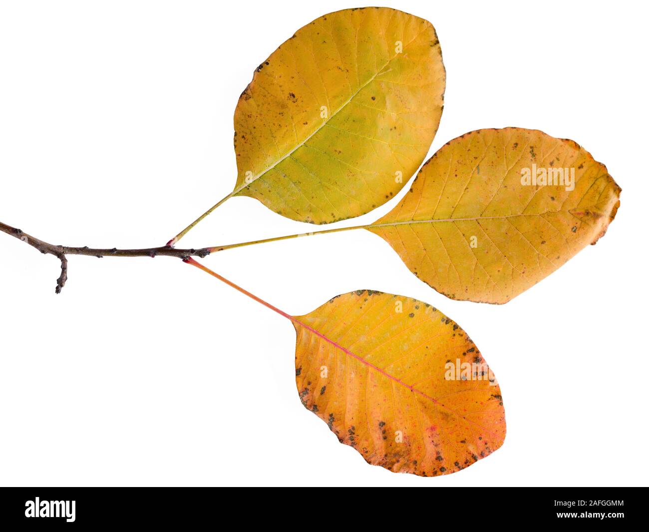 Feuilles d'oranger sur brindille dans fond blanc Banque D'Images