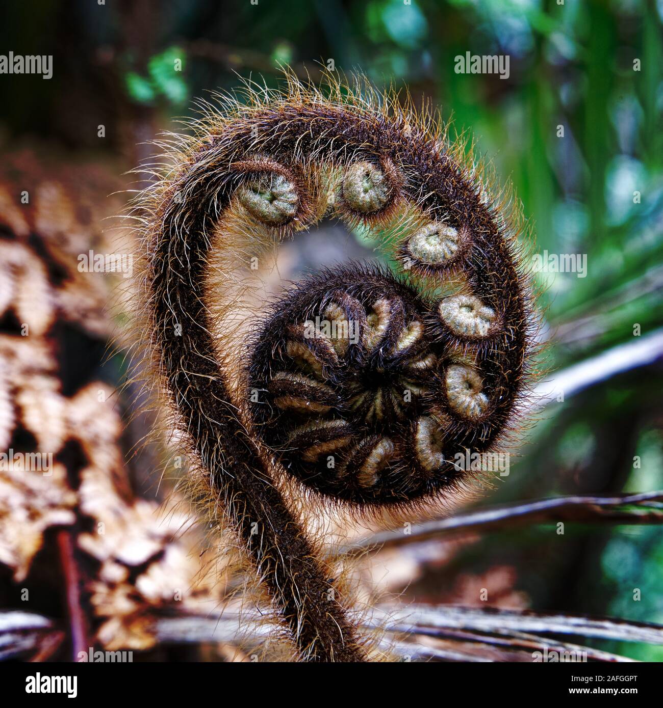 Gros plan d'une nouvelle fronde de fougère appelée un koru commence à peine à se déployer dans une nouvelle feuille, terre des nuages blancs, en Nouvelle-Zélande. Banque D'Images