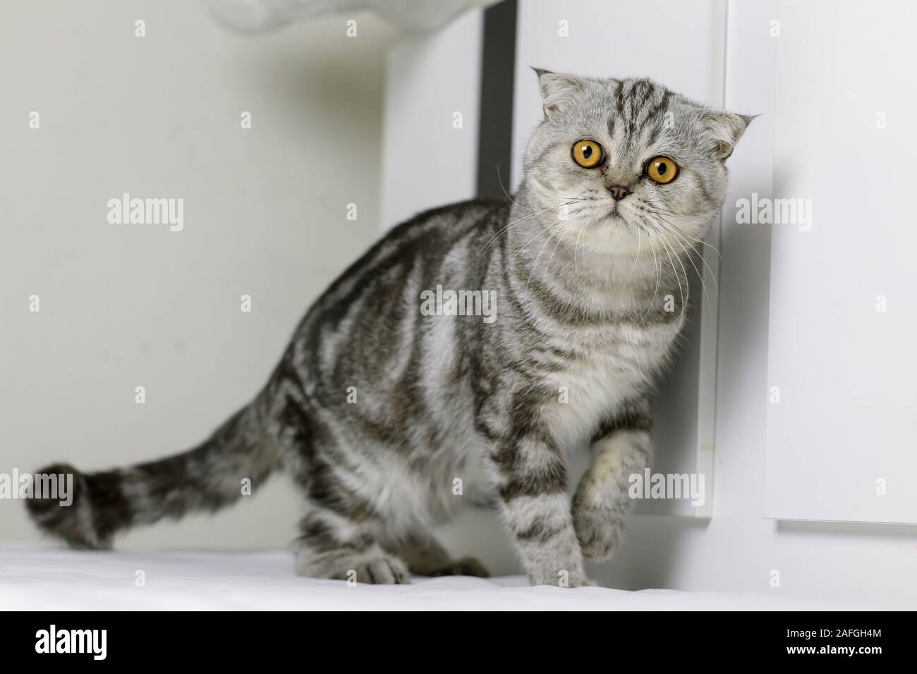 Scottish Fold chat assis sur le lit de la chambre blanche. Chat sont le regarder. Chat gris avec de beaux motifs. Banque D'Images