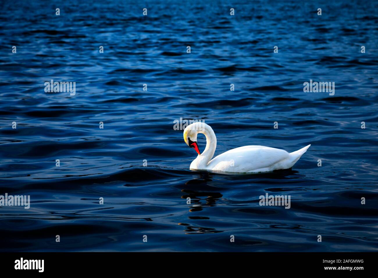 Voir d'un seul cygne blanc nager vers le coucher du soleil. Droit Banque D'Images