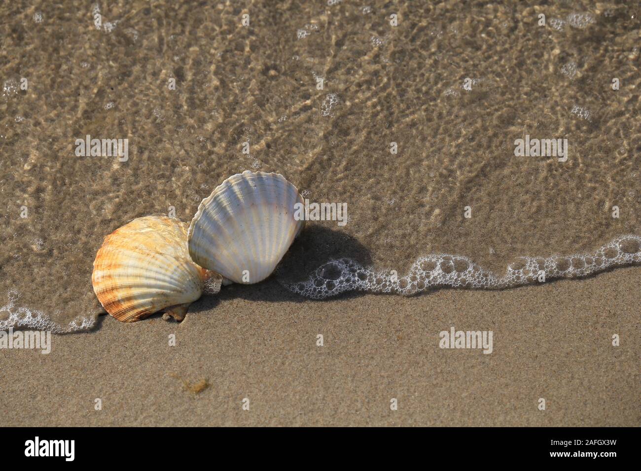 Deux coquillages Conch sur la plage avec vagues. Banque D'Images