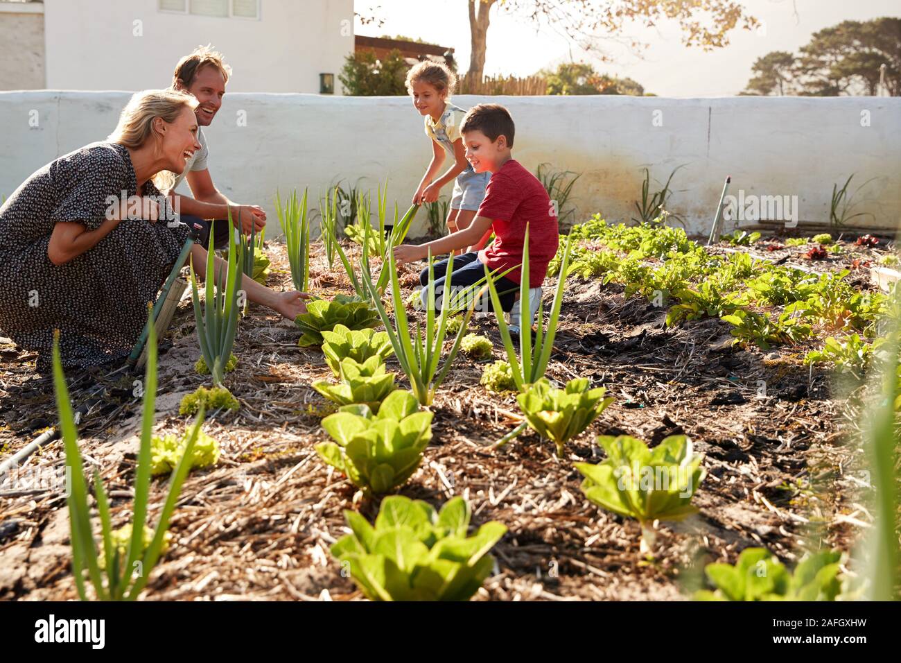 Les enfants en aidant les parents à s'occuper des légumes sur l'attribution Banque D'Images