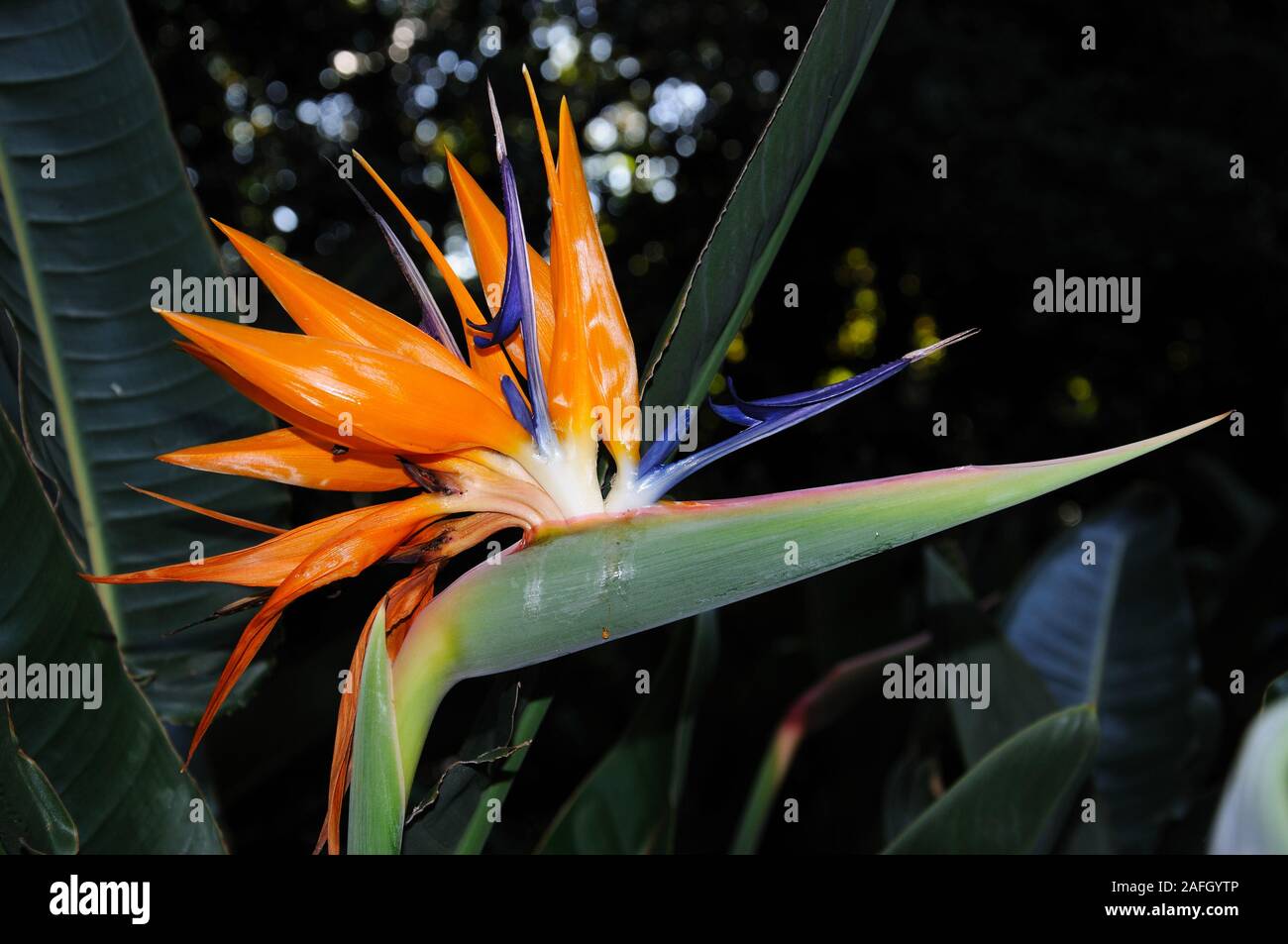 Oiseau du Paradis fleur en pleine floraison, Malaga, Costa del Sol, la province de Malaga, Andalousie, Espagne, Europe Banque D'Images