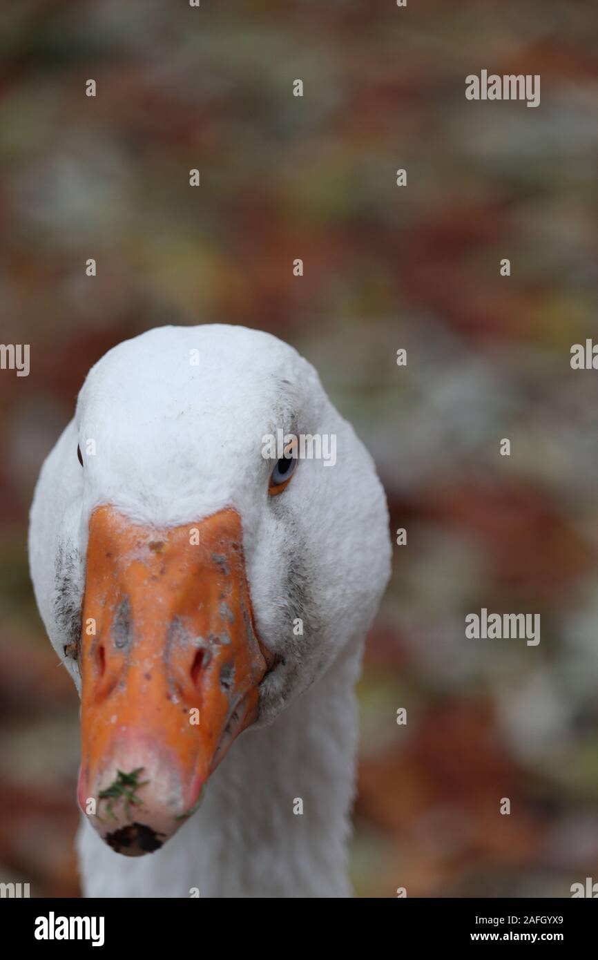 Gros plan d'un canard blanc avec un bec orange debout dans un jardin avec des feuilles sur un fond flou Banque D'Images