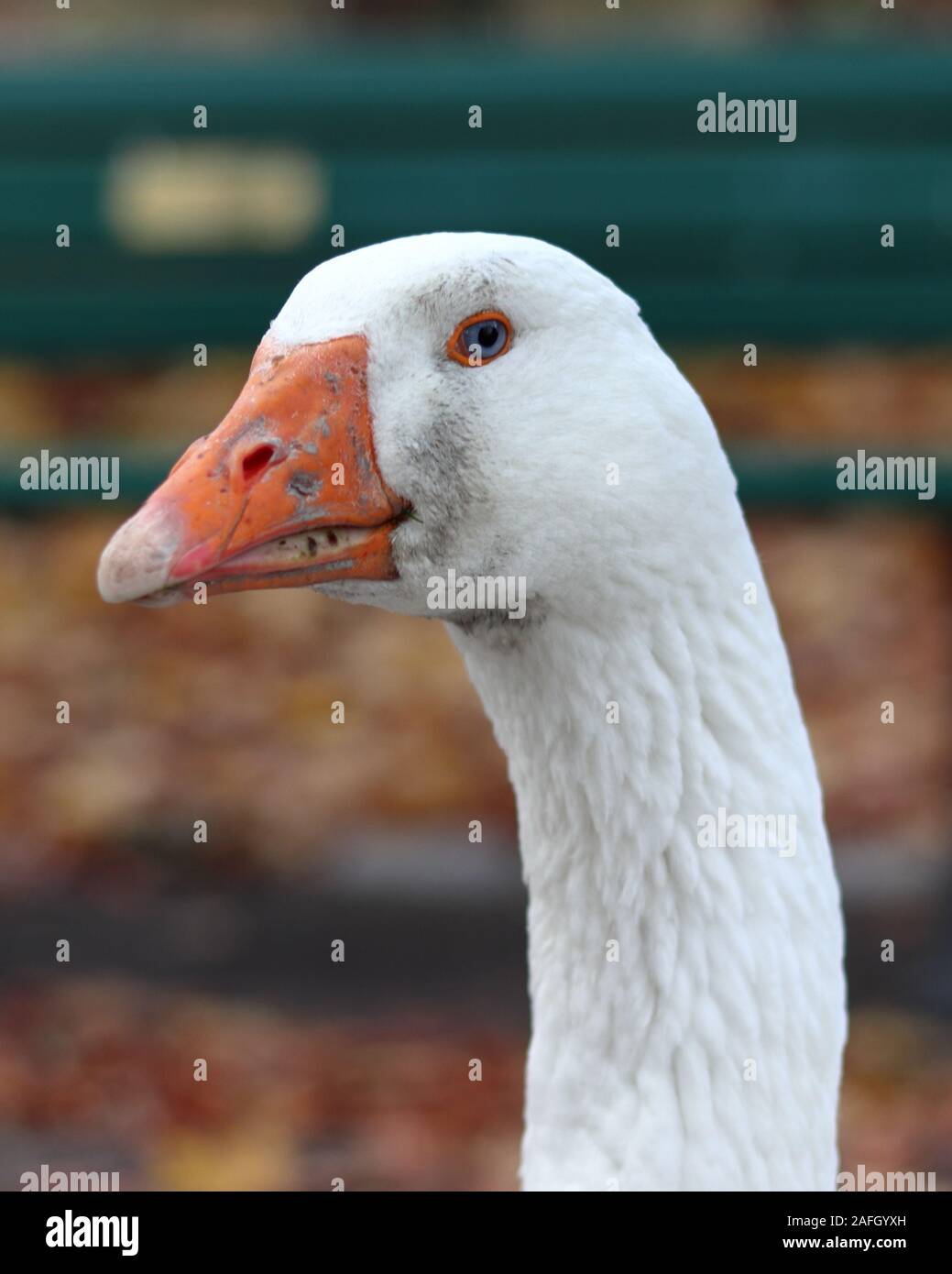 Gros plan d'un canard blanc avec un bec orange debout dans un jardin avec des feuilles sur un fond flou Banque D'Images