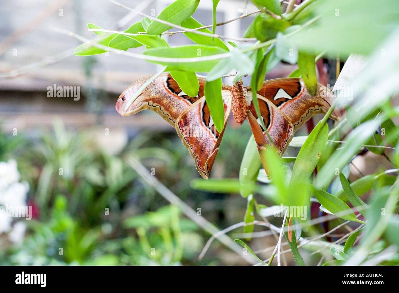 Joli papillon brun assis sur une feuille au milieu d'un jardin de printemps Banque D'Images