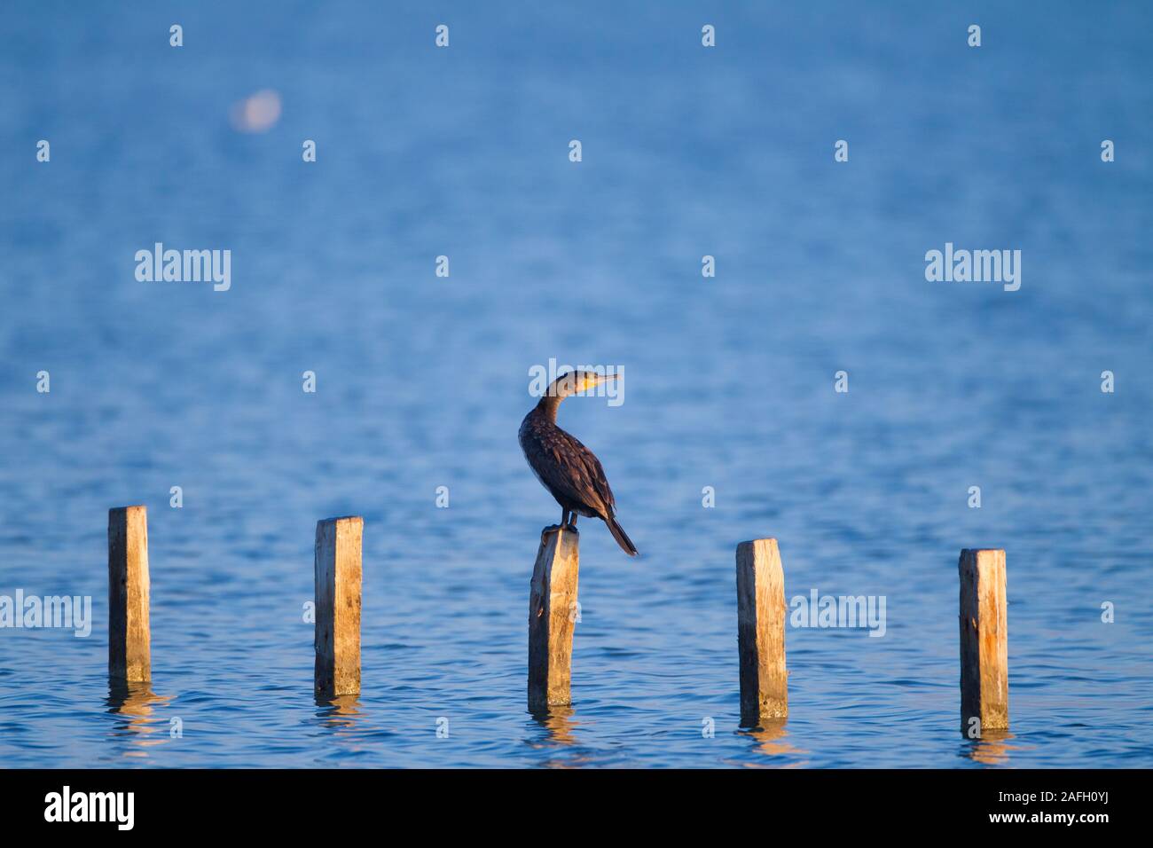 Oiseau de mer noir debout sur un morceau de bois dans le milieu de la mer Banque D'Images