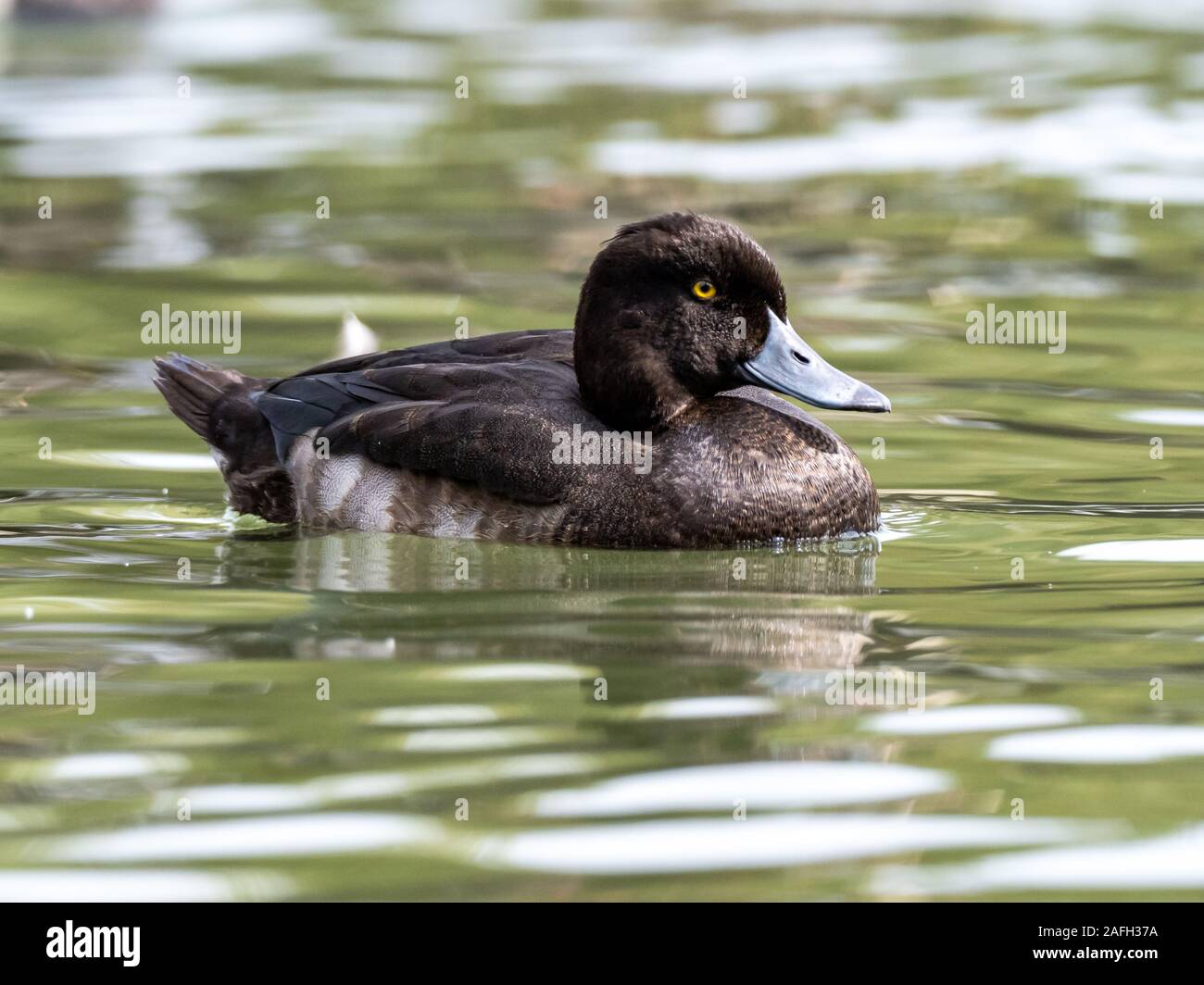Canard noir et blanc aux yeux expressifs le lac observant ses environs Photo Stock Alamy