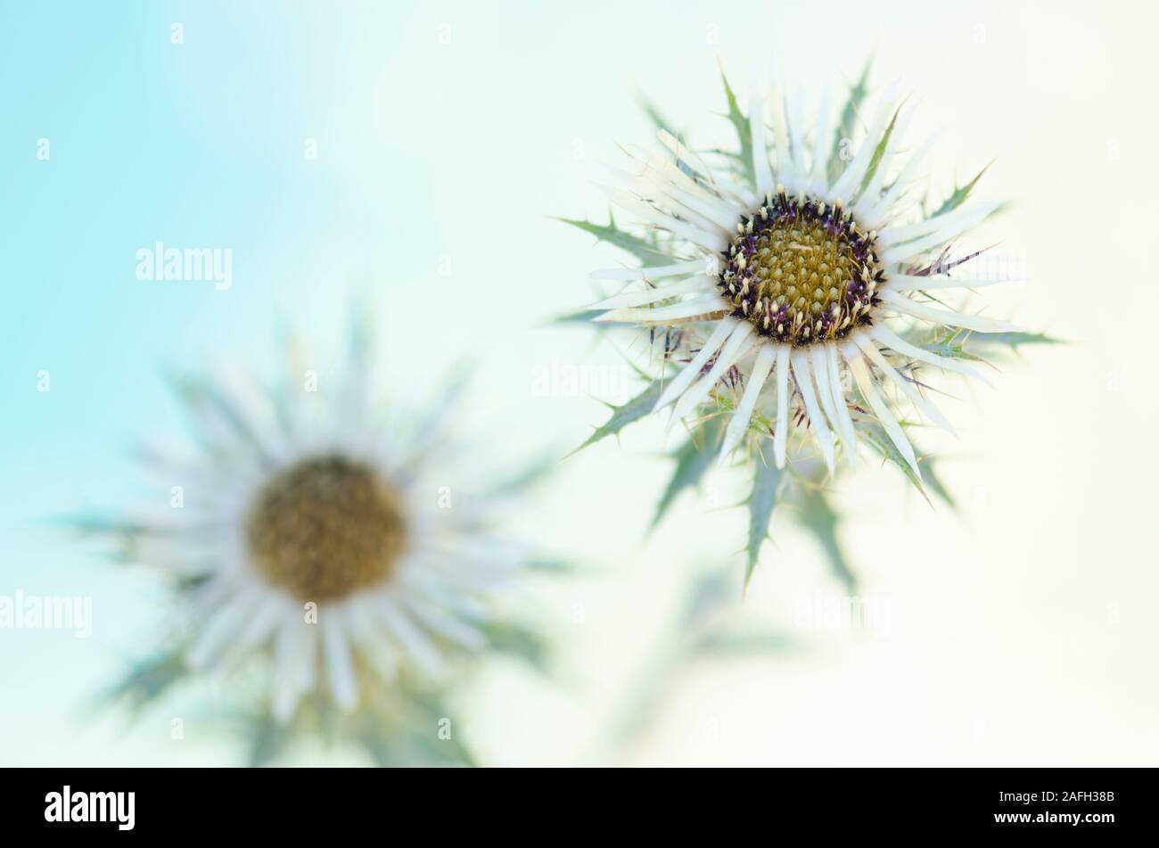 Fleurs de chardon d'argent sur un fond bleu Banque D'Images