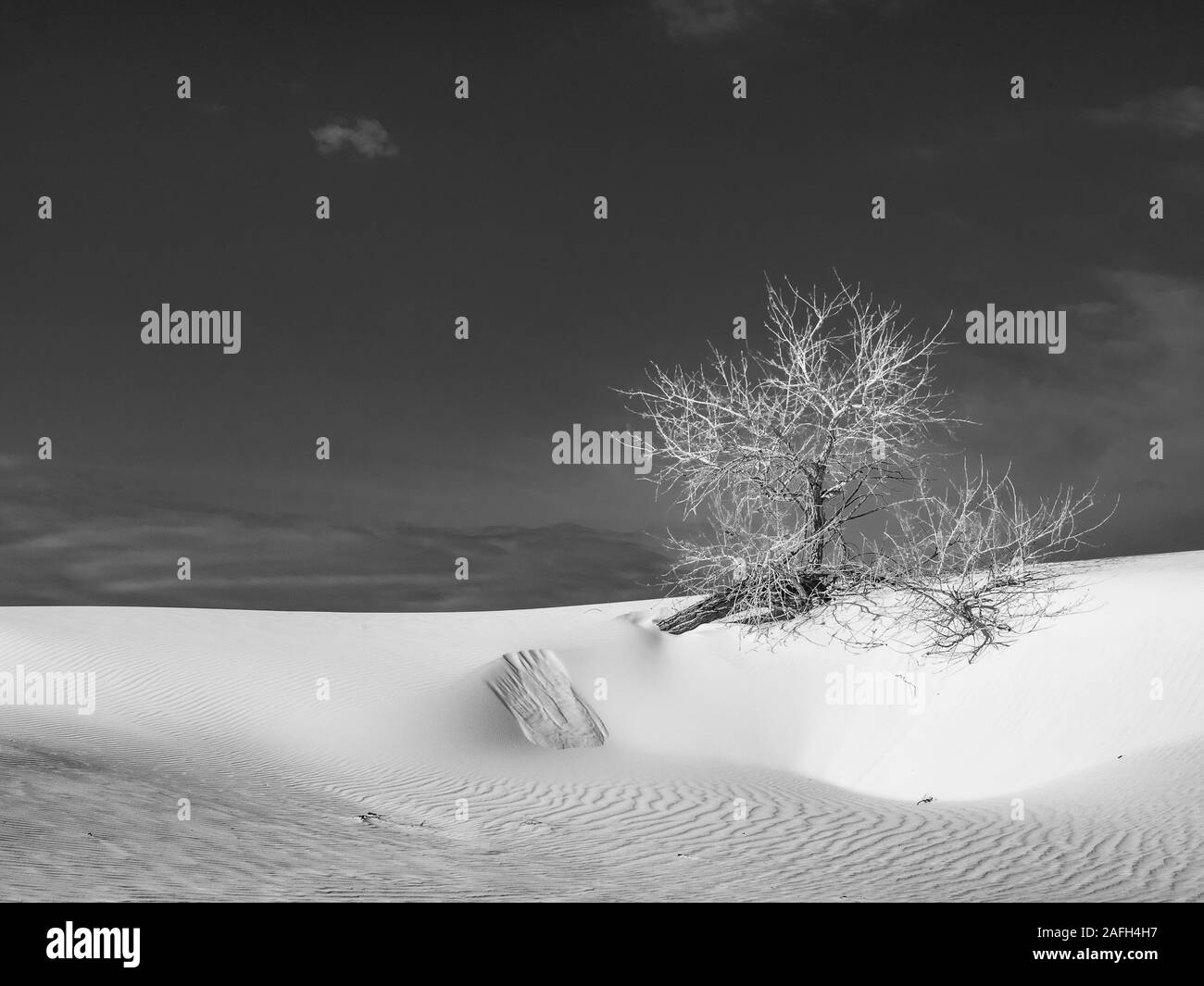 Échelle de gris des branches d'arbre sur les sables blancs dans le Le désert de Chihuahuan aux États-Unis Banque D'Images