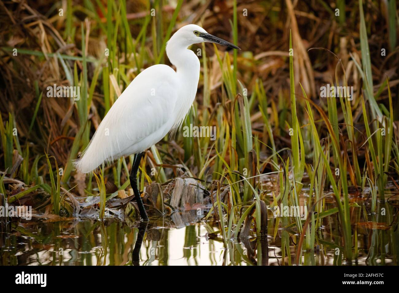 Cigogne blanche près d'un marais avec beaucoup d'herbe pendant la journée Banque D'Images