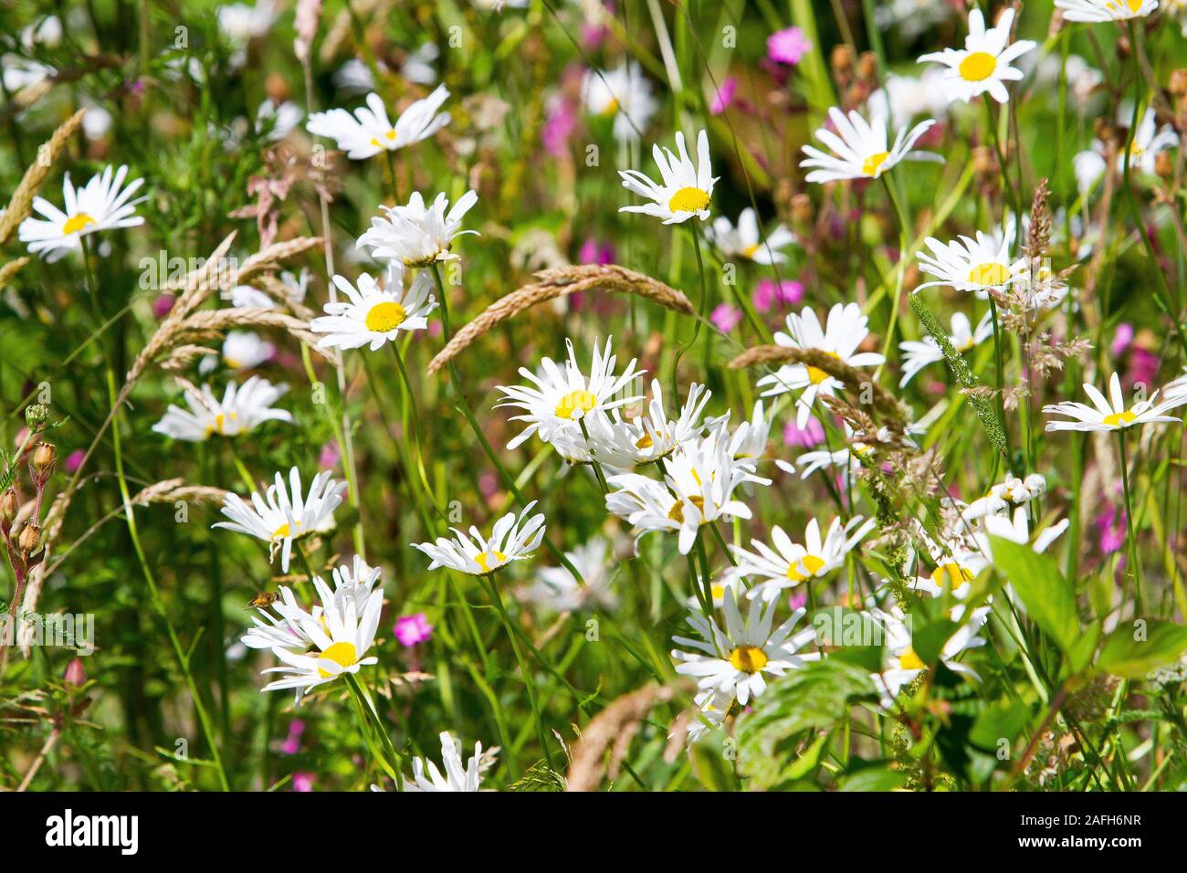 Wild Flower meadow Banque D'Images