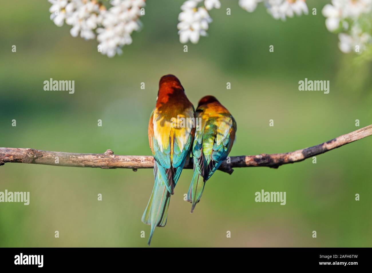 Couple d'oiseaux colorés s'asseoir à l'ombre de fleurs blanches Banque D'Images